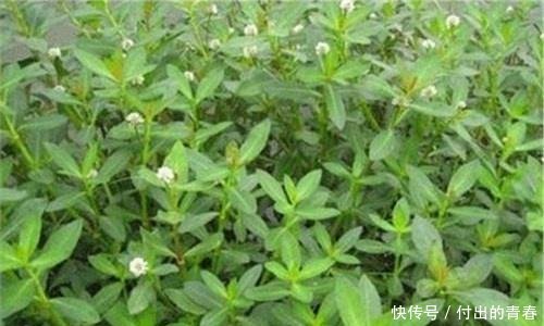 农村长在田埂上的野菜,农民对它“恨之入骨”,现在却差点被吃光了