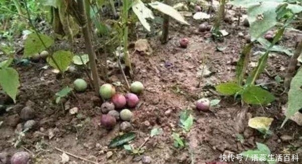  「李子树」农村常见的果子，掉一地没人稀罕，城里人想买却心疼