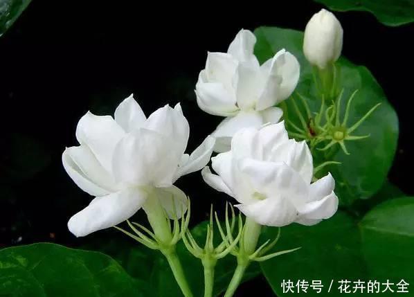  『代表』它是很常见的香精原料，是代表了清纯和坚贞的花，是爱情之花