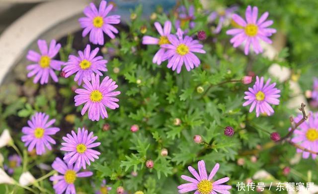  【姬小菊】姬小菊不仅能四季开花不断，颜色还清新，养护做好几点就可以