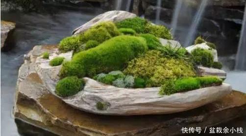 阳光■4种最适合夏天养的花,越热越潮长得越好!3个月阳台变花海