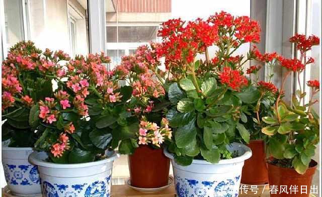『盆里』这2种花“偷”片叶子“扔”盆里,10天就冒根,2个月就能爆盆!