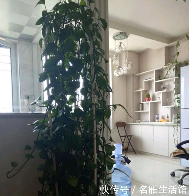 天然|它是天然的“水杨酸”,用来养绿萝和吊兰,爆盆成瀑布