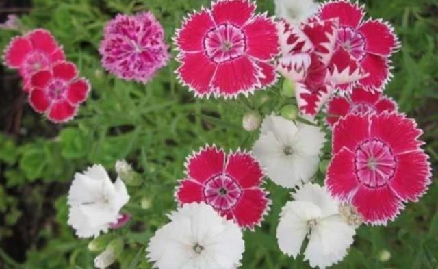  【养花经验】4种常见的花，开花漂亮、花期长，养护起来又简单