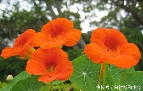 『心爱』喜欢在家中养护心爱的花花,就可以选花枝招展,花色绚丽的3种花