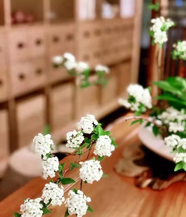  春天：养一盆它，春天也能看到雪花飘，也是花市热销切花，花期半个月