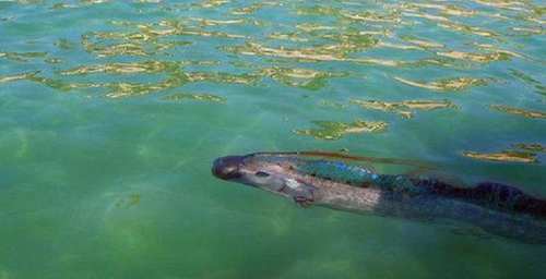 游客在海上发现深海“白龙王”，它出现常伴随着地震