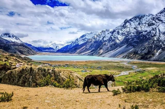 再过一个月，国内这处桃花盛景就要藏不住啦！囊括高原最美雪山！