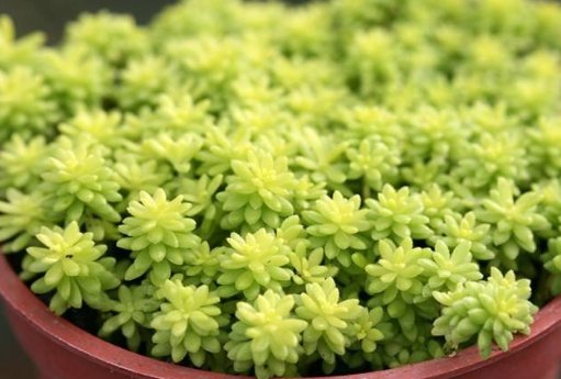  [小花]家养这几款小花，好养易打理，放在阳台满屋芳香，一簇爆成百花园