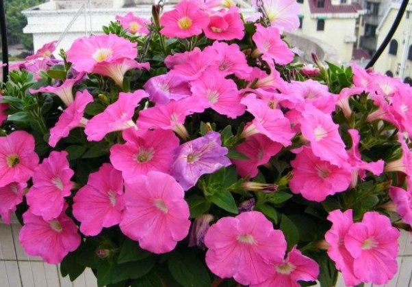 「好看」这几款花朵比菊花还好看,清新高雅,花朵一簇簇,开花繁盛惹人爱