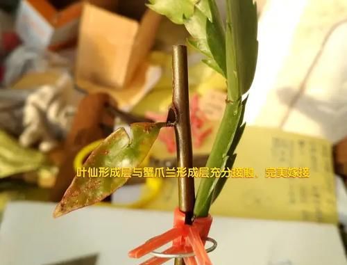  #叶仙#叶仙嫁接蟹爪兰总是失败？找准形成层，接对位置，开花爆盆成花塔