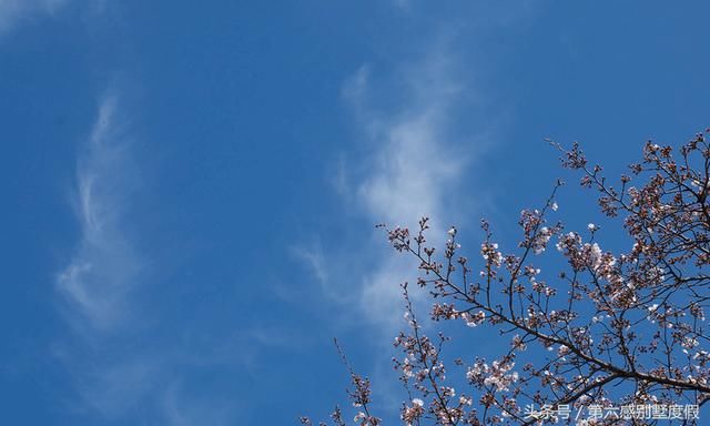 2018日本樱花之旅几月去最合适?最全京都攻略