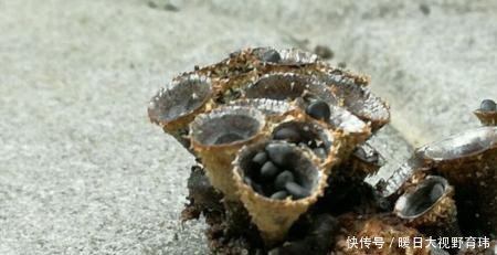 在山上务农，遇到了这种野生物，村里人说很珍贵，价值胜过一亩地