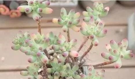  #观自#多年珍藏的生石花群生多肉，请欣赏！多肉植物说昨天观自在