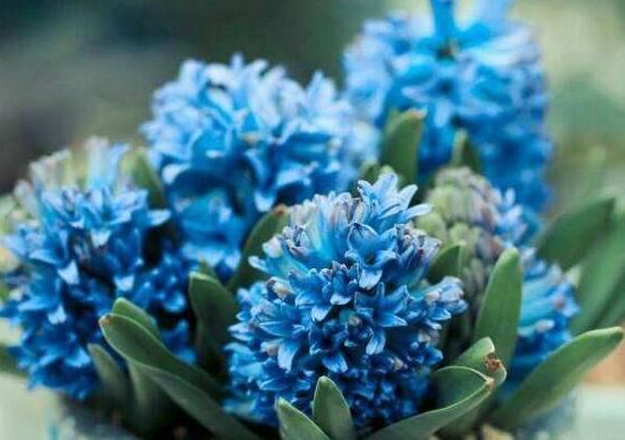  『木香花』室内通风差，就养“3种花”，杀菌、净化空气，家中每天元气满满