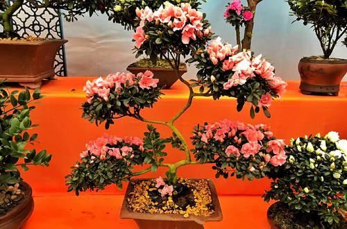  【暴晒以后】杜鹃花叶片变红是怎么回事？忽略5个原因，杜鹃花也会贫血