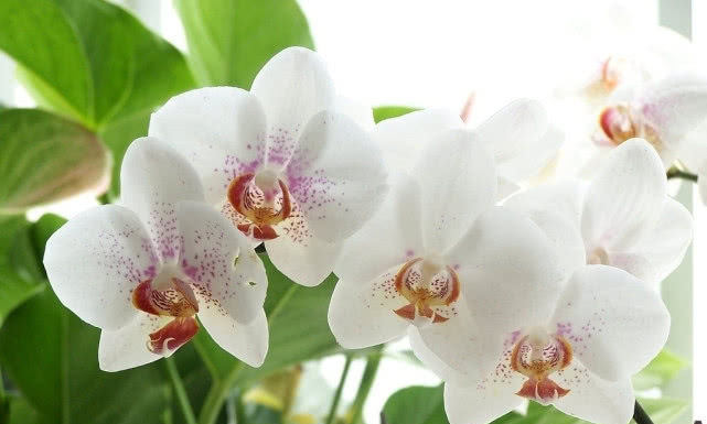  『栀子花』这4种花，花界的“傲娇之王”，能养活1盆就很厉害了