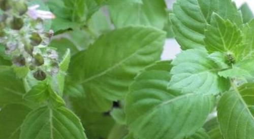 提味增:农村不起眼的野菜,营养价值很高,能清肠排毒、提味增香