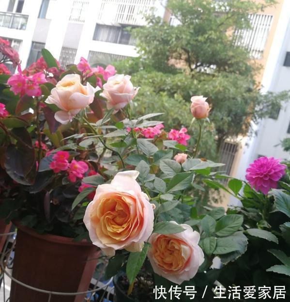  [顽强]月季幸运柯德娜，温柔而柔软的外表，却有着坚硬而顽强的品质！