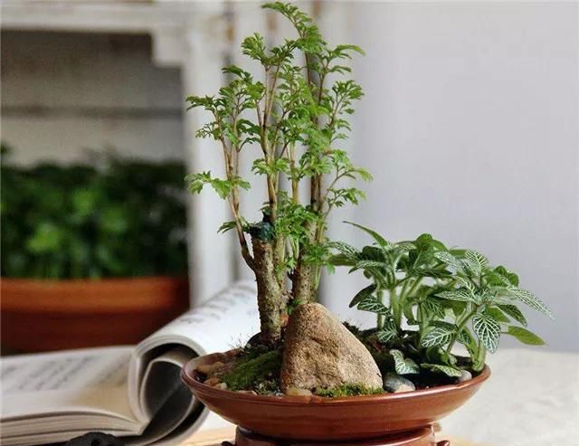  [色彩]植物搭配｜让植物与你的家融为一体