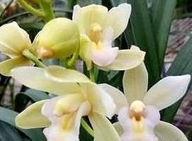 「品种」它是“香花之首”,花香浓郁,花色艳丽,几块钱就能买一盆