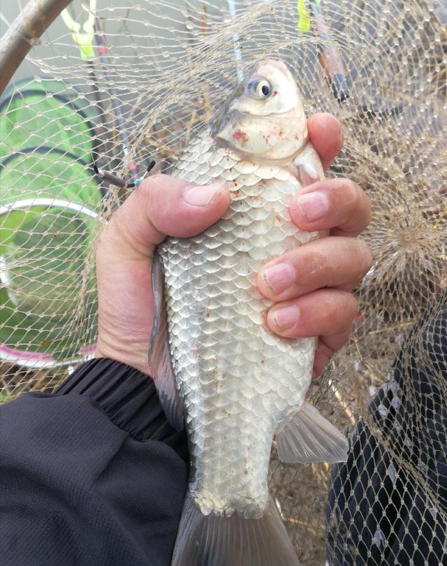 兰湖:母亲节延吉海兰湖垂钓,斤鲫拽走鱼竿很嚣张