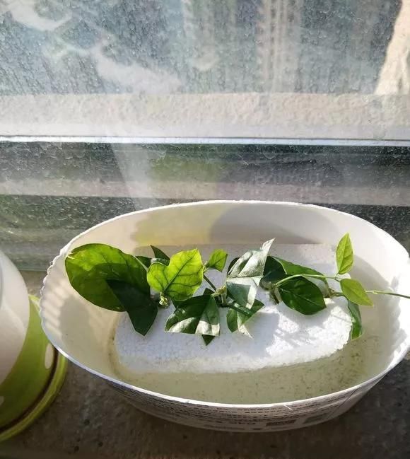  花钱买■“4种花”不用花钱买,折根枝条放水中,半个月生根,好养活的很