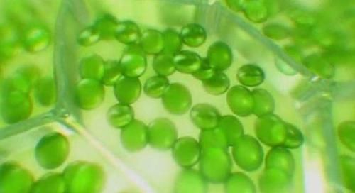  【秘密】植物叶子背后的一些奇特的小秘密！
