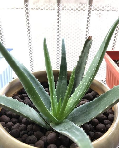 植物:家里养这些花的,最好别对它们“献殷勤”,这样才能养好花