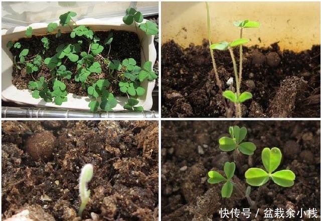  「开花更多」阳台养酢浆草，用此方法，1个种球长爆盆，花色美，满满都是花