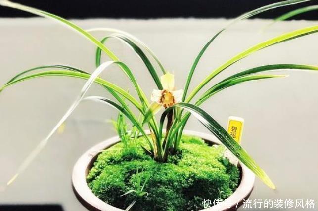 路边:野外这三种“宝贝”都是养花的好材料,路边捡点不花钱,养啥旺啥