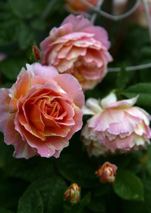  【花香】中国产的月季花“彩蝶”，四季开花，花香浓郁，漂亮不输欧月！