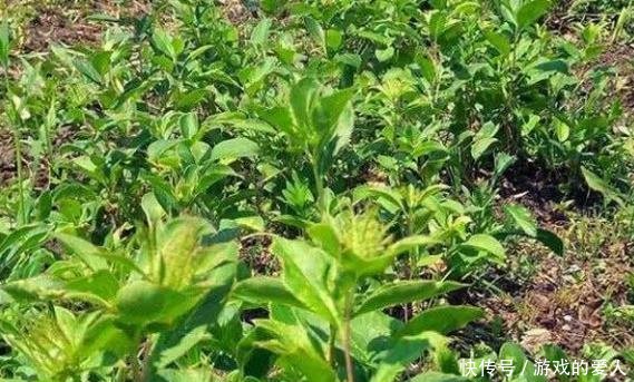 农村小本创业项目，每亩收益高达3万元，南方北方都可以种植