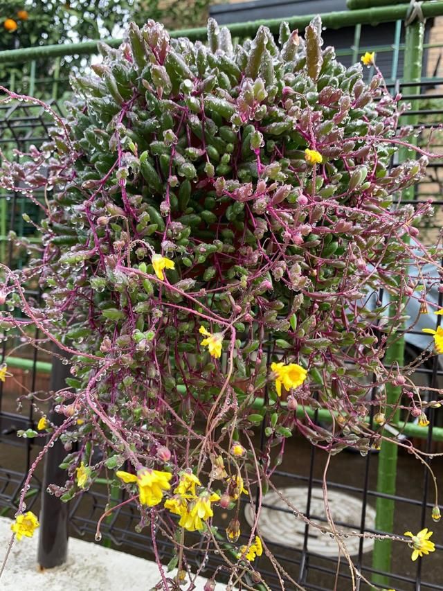  黄花@爱垂吊植物，就养一盆紫珍珠，开黄花爆盆成珍珠瀑布，还叫紫玄月