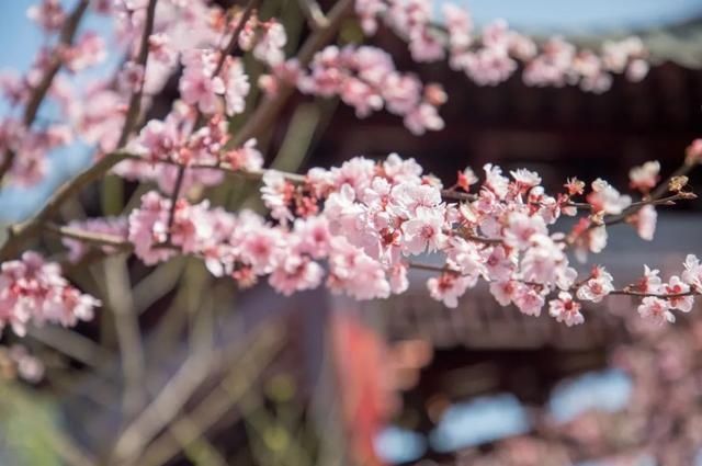  「日子」在湖北，想念寺院的这些日子，我们一起“云赏”春景