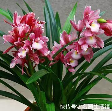  漂亮|魅力十足的香妃兰，花色鲜艳漂亮，香味怡人，四季勤花花期长