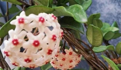  「兰属的植物」8种花其实都是多肉，旱着养才能长爆盆！