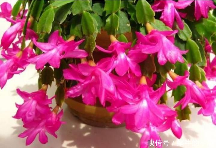 油绿|夏天蟹爪兰“蔫吧又烂根”,做好3点,安稳度夏,叶片油绿长得旺