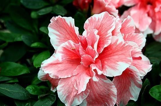  花芽：到了5月，杜鹃花得“套一套”，花芽“成倍”钻，花朵一开满屋艳