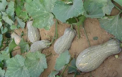 「技巧」南瓜种植技巧多套种不是利润翻倍的关键,新型售卖方式已出