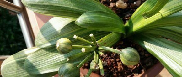  [花钱]养君子兰用个窍门，不花钱也能种出十盆绿油油、开花多的君子兰