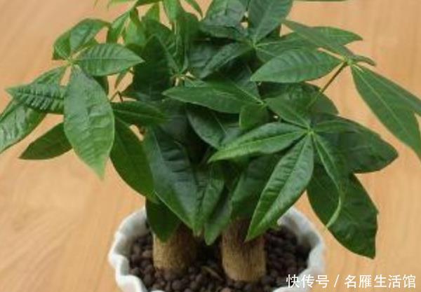 寓意:这些花养家里,寓意“吉祥”,尤其最后一种,越养越“有钱”!