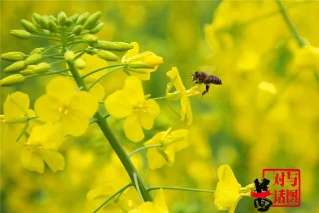  油菜花：一不小心，贵州黄平把春天打翻了