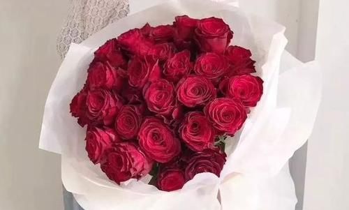  [罗德斯]喜欢菊花，不如养盆“精品玫瑰”罗德斯，花开如丝绒般，热情如火