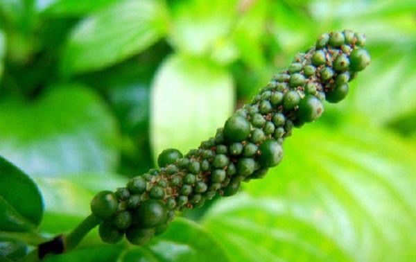  良药|农村里常见的杂草，是牙疼的必备良药