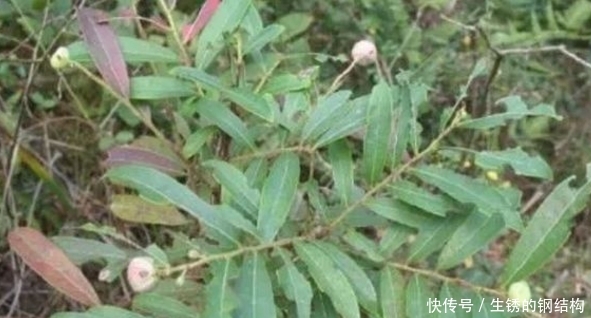 农村有种“算盘子”，过去常被穷人当药，如今市场一斤能卖60元