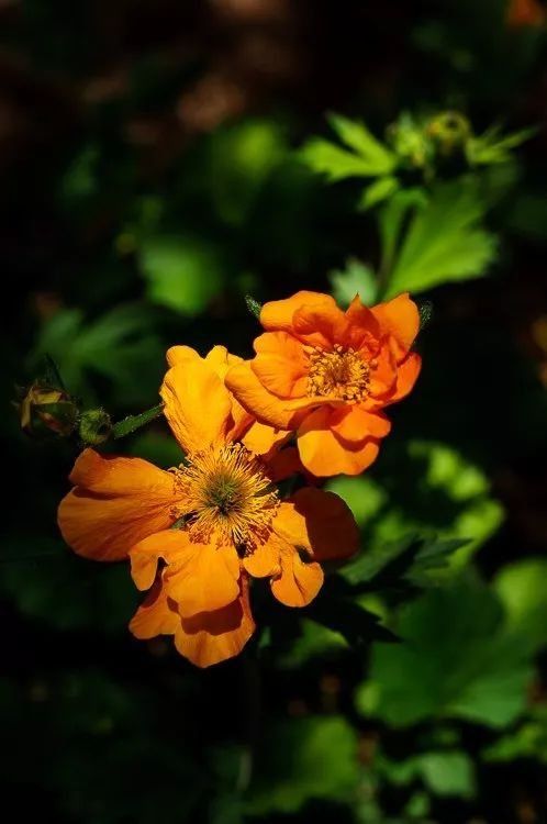 8种花卉摄影满分创意，带你走向摄影大神之路