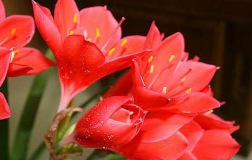 喜欢菊花的，来自盆栽“花中珍品”的仙客，株型美丽，花艳丽