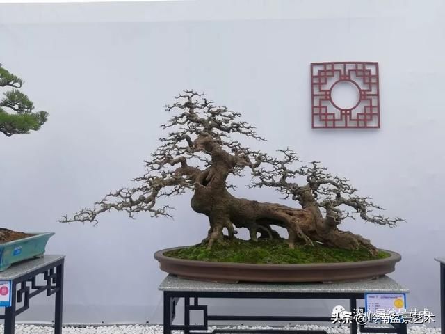 盆景赏析——《层林叠翠》