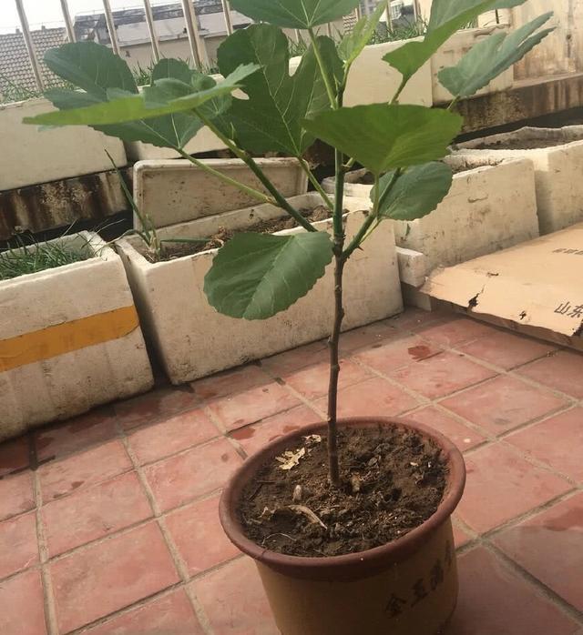 【节枝】秋季阳台种无花果,剪下1节枝,插盆里,来年结满果,好吃又美观